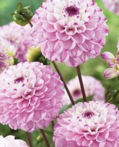 Dahlia Genova