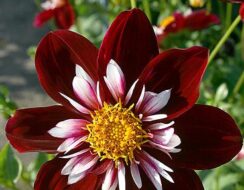 Dahlia Night Butterfly