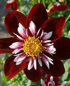 Dahlia Night Butterfly