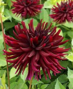 Dahlia Nuit d’Ete