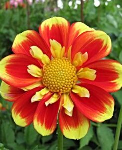 Dahlia Pooh Swan-Island