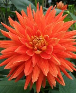 Dahlia Vulcan