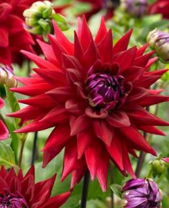 Dahlia Wittemans Best