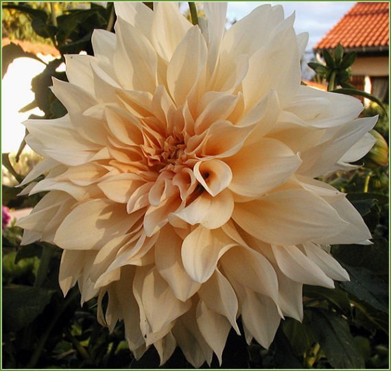 Dahlia Cafe au Lait Anglia Bulb Company