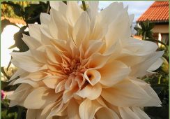Dahlia Cafe Au Lait
