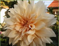 Dahlia Cafe au Lait