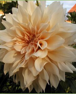 Dahlia Cafe au Lait