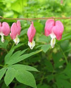 Dicentra Spectabilis