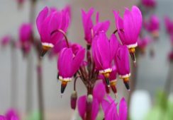 Dodecatheon Pulchellum Red Wings