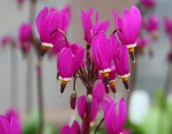 Dodecatheon Pulchellum Red Wings