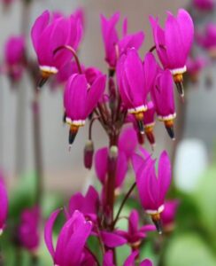 Dodecatheon Pulchellum Red Wings