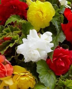 Begonia Double Mix, 5 colours