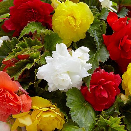 Giant Double Begonias - Anglia Bulb Company