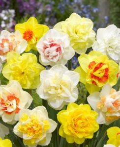 Narcissus Double Mix
