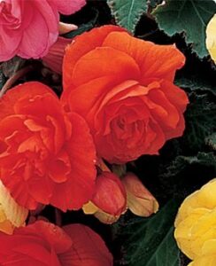 Begonia Double Orange
