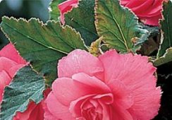 Begonia Double Pink