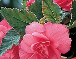 Begonia Double Pink