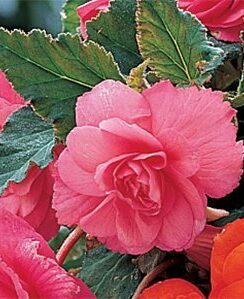 Begonia Double Pink