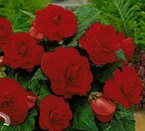 Begonia Double Red