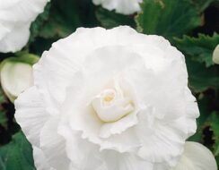 Begonia Double White