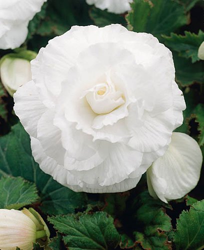 Giant Double Begonias - Anglia Bulb Company