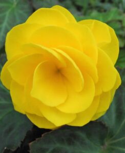 Begonia Double Yellow