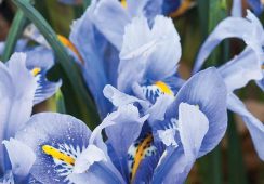 Iris Reticulata Alida