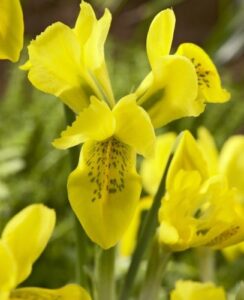 Iris Danfordiae