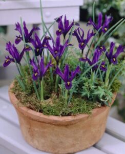 Iris Reticulata J S Dijt
