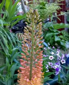 Eremurus Cleopatra