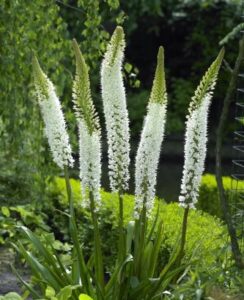 Eremurus Himalaicus