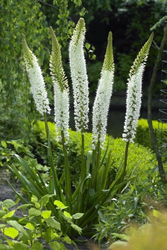 Eremurus Himalaicus Anglia Bulb Company