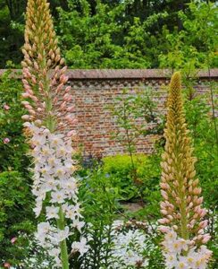 Eremurus Robustus