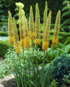 Eremurus Stenophyllus