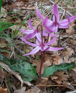 Erythronium Rose Queen