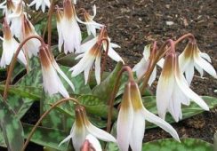 Erythronium Snowflake