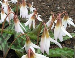 Erythronium Snowflake