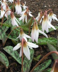 Erythronium Snowflake