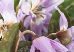 Erythronium Lilac Wonder