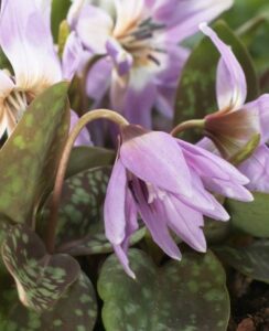 Erythronium Lilac Wonder
