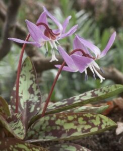 Erythronium Purple King