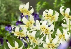 Erythronium White Beauty