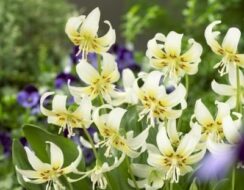 Erythronium White Beauty