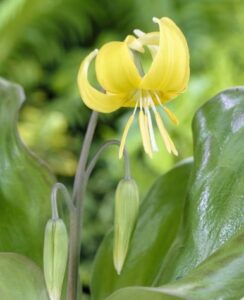 Erythronium Pagoda