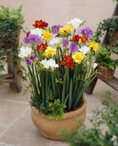 Freesia Double