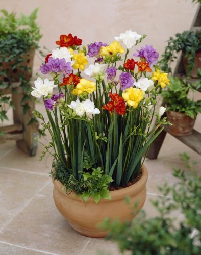 Freesia double Freesia double