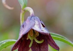 Fritillaria Camschatcensis
