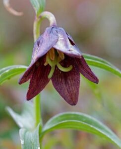 Fritillaria Camschatcensis