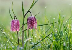 Fritillaria Meleagris