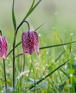 Fritillaria Meleagris